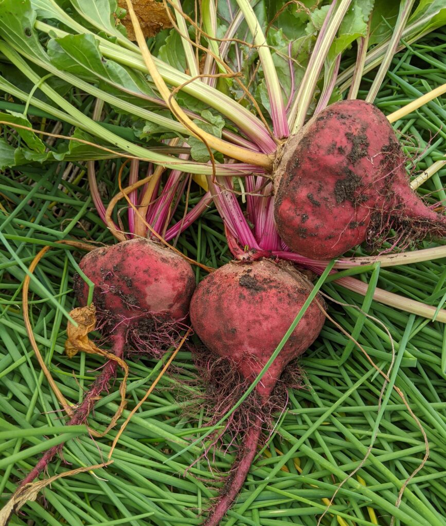 Three newly harvested beets sit on a bed of grass