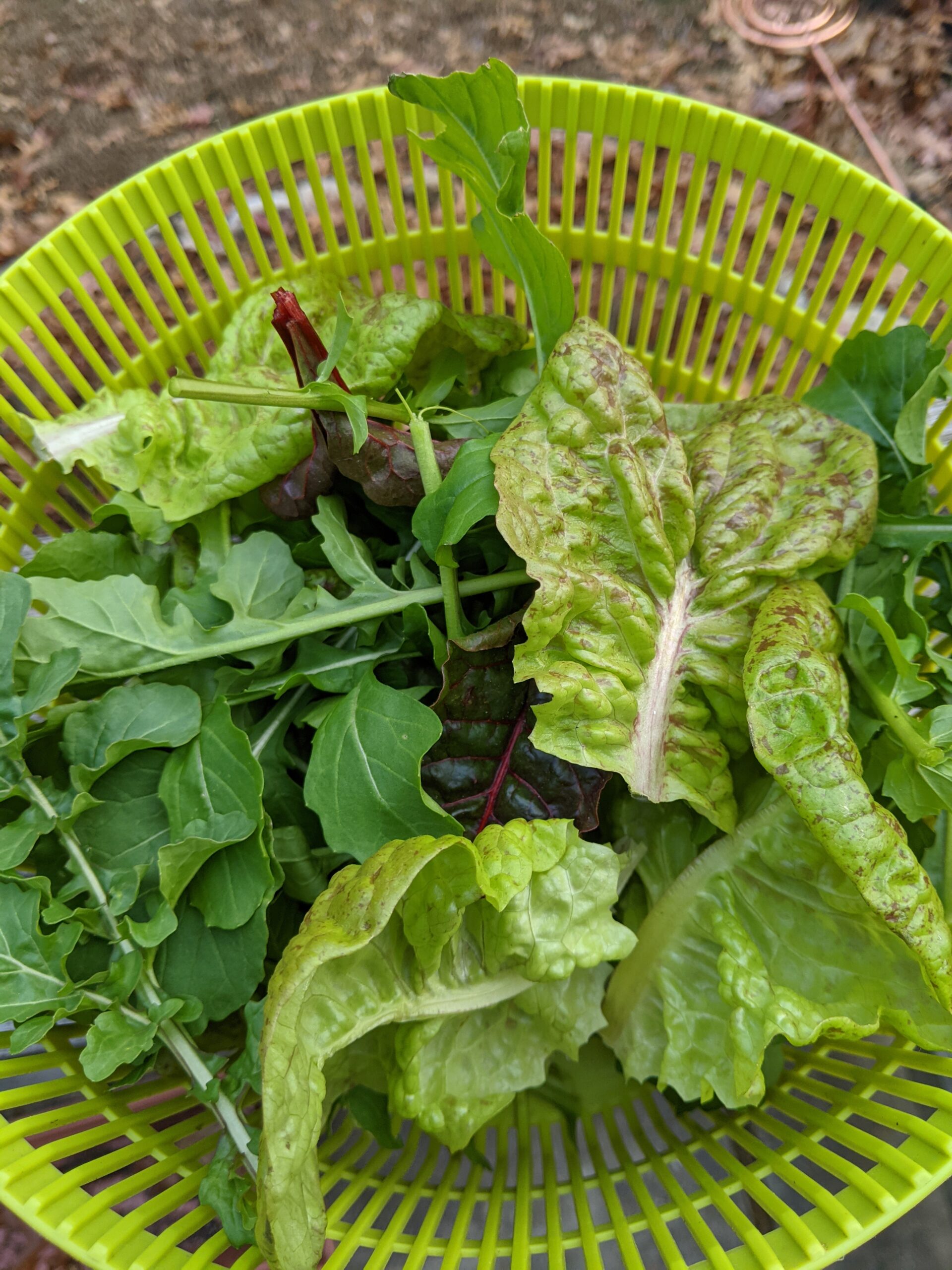 This is a bowl of mixed greens, including speckled lettuce, red lettuce, and arugula.