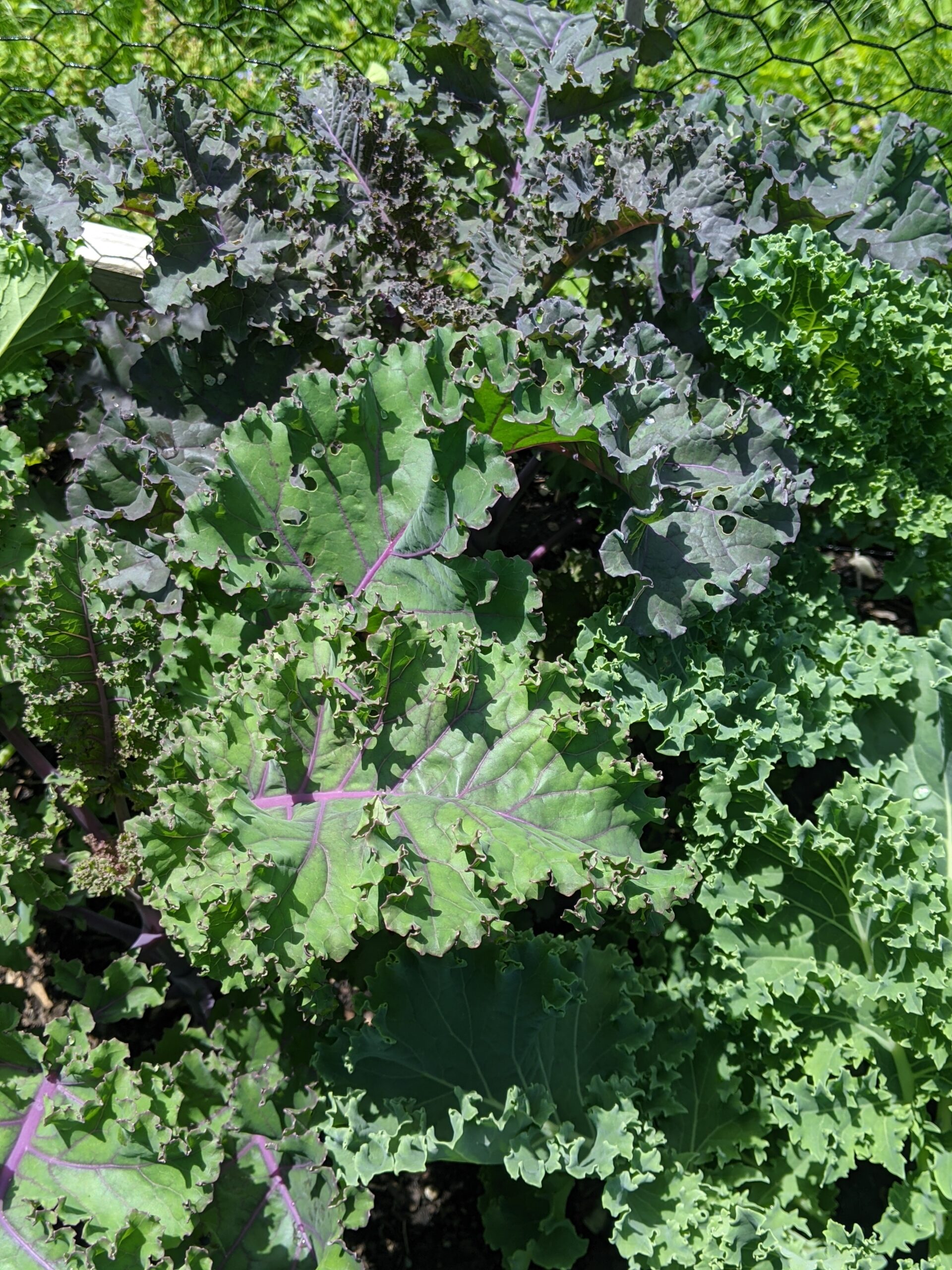 This image is of green and red kale leaves.