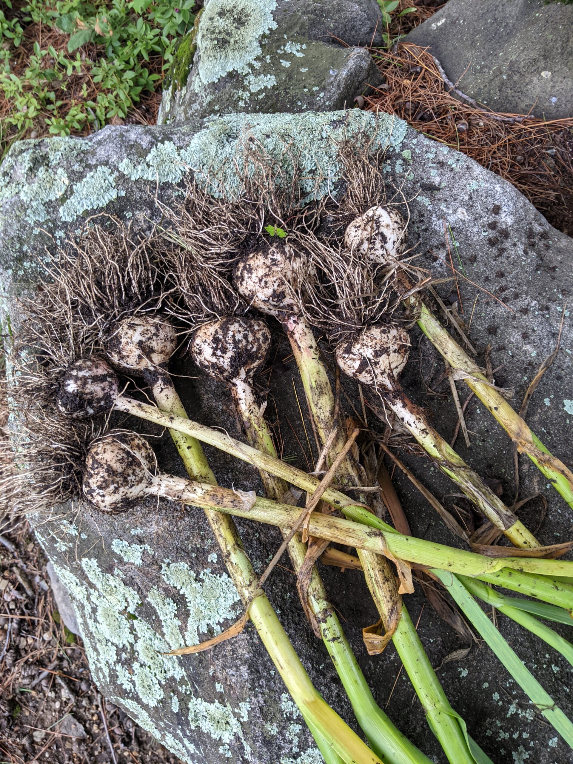 Seven heads of recently harvested garlic sit atop a rock