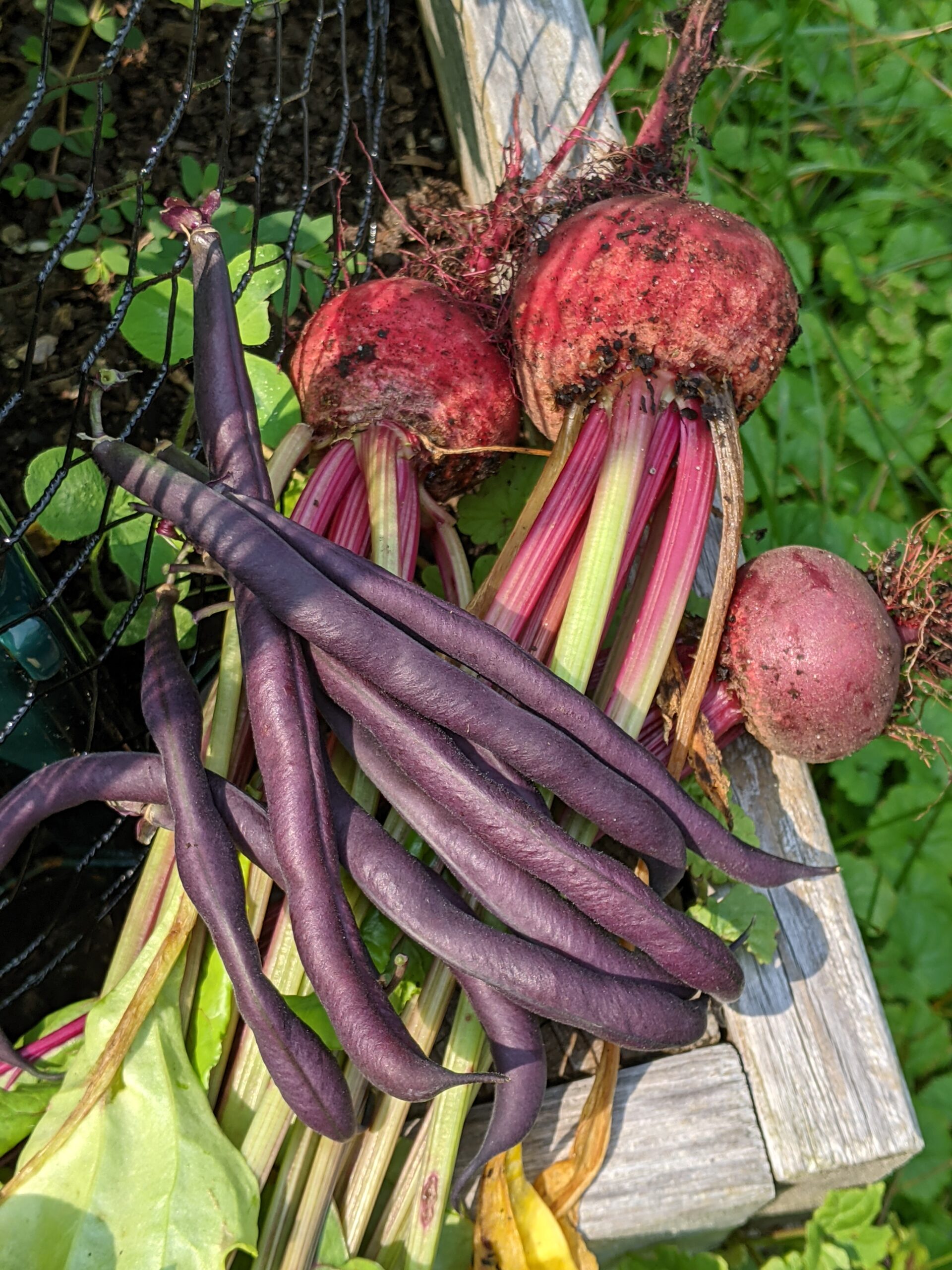 burgundy beans (purple in color)