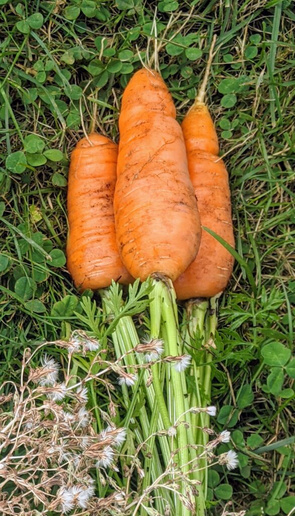 Three orange carrots sit on the grass.