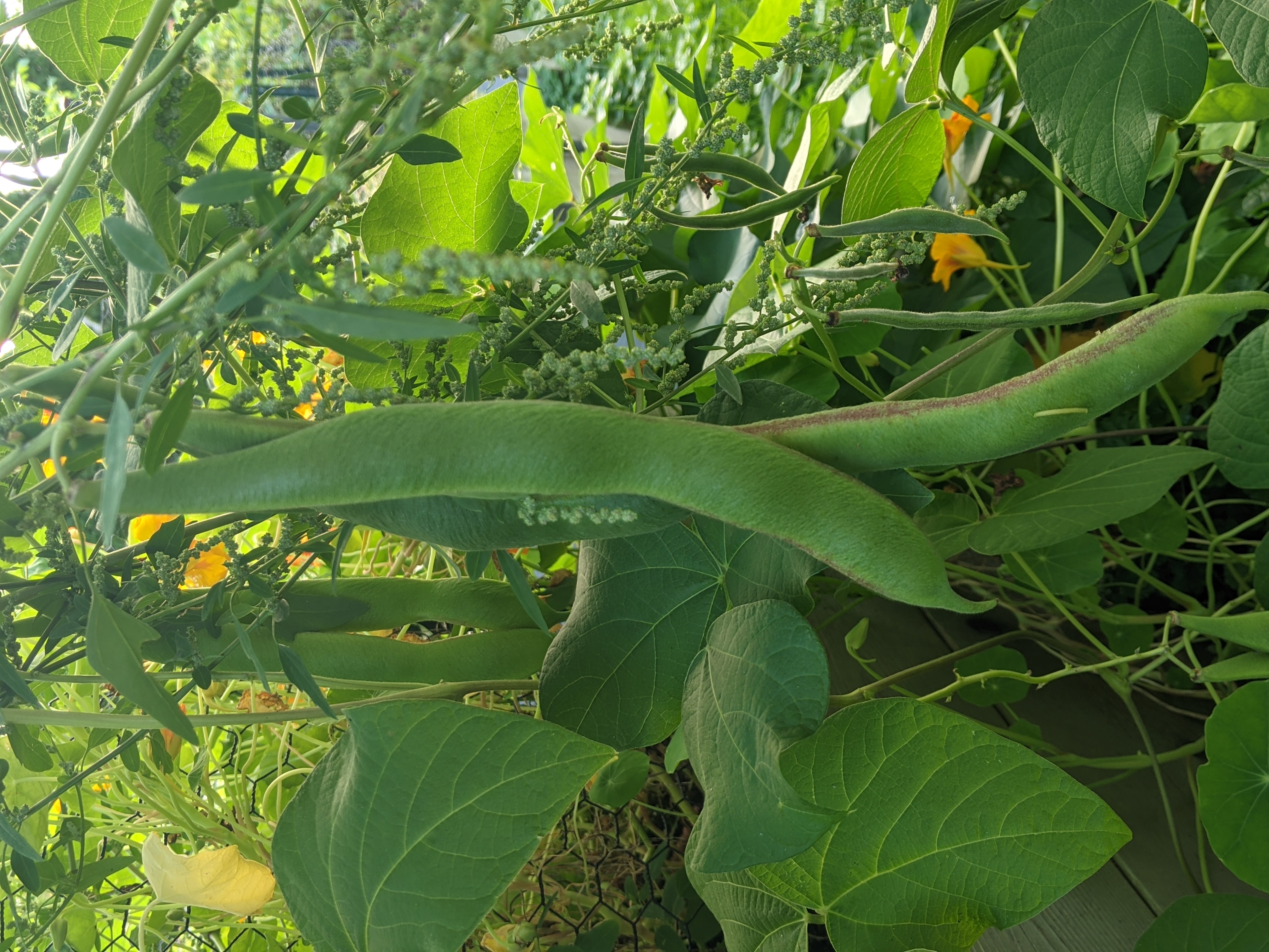 Scarlet runner beans (with green pods) hang from their vine