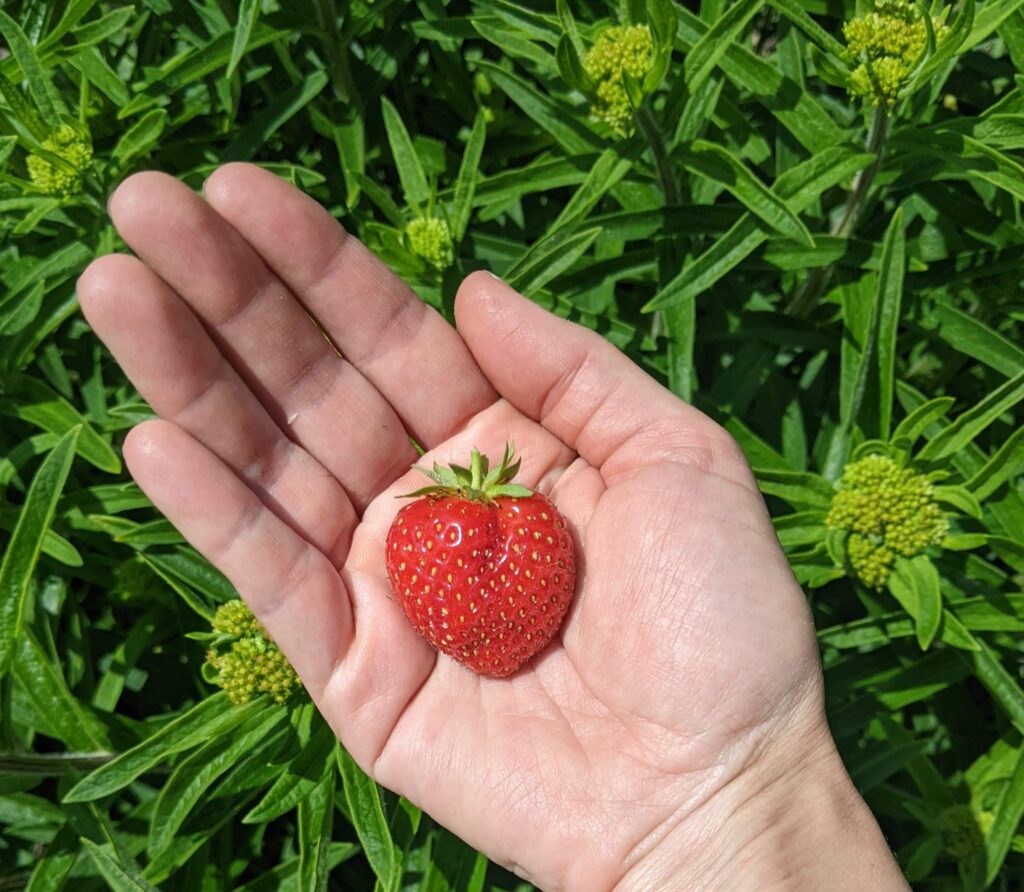 A hand holds a ripe strawberry.