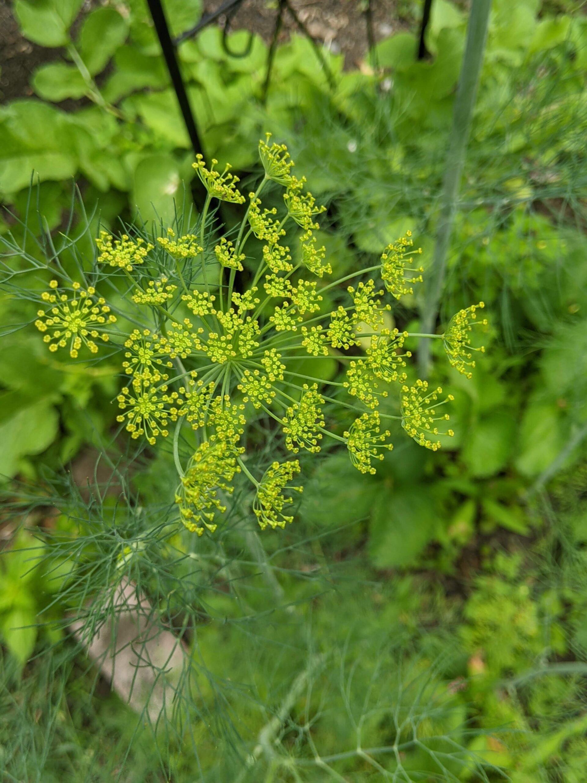 This is a dill plant with a yellow flower umbel on top