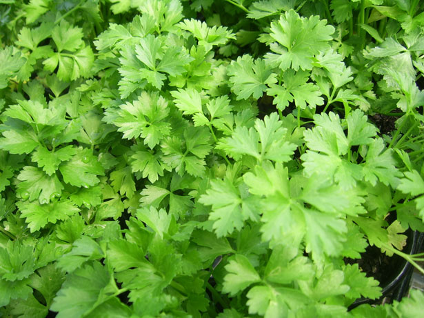 This is a mound of light green parsley with serrated leaves.