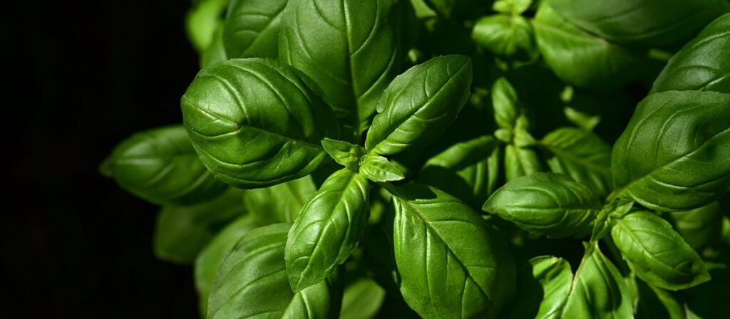 https://www.mcgill.ca/oss/article/health-general-science/science-basil
