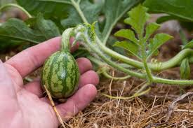 One small watermelon on vine being held