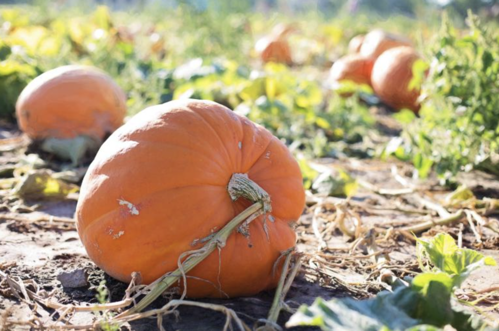 https://www.stockvault.net/photo/218080/bunch-of-pumpkins
