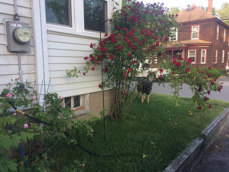 The rose bush in the front yard.