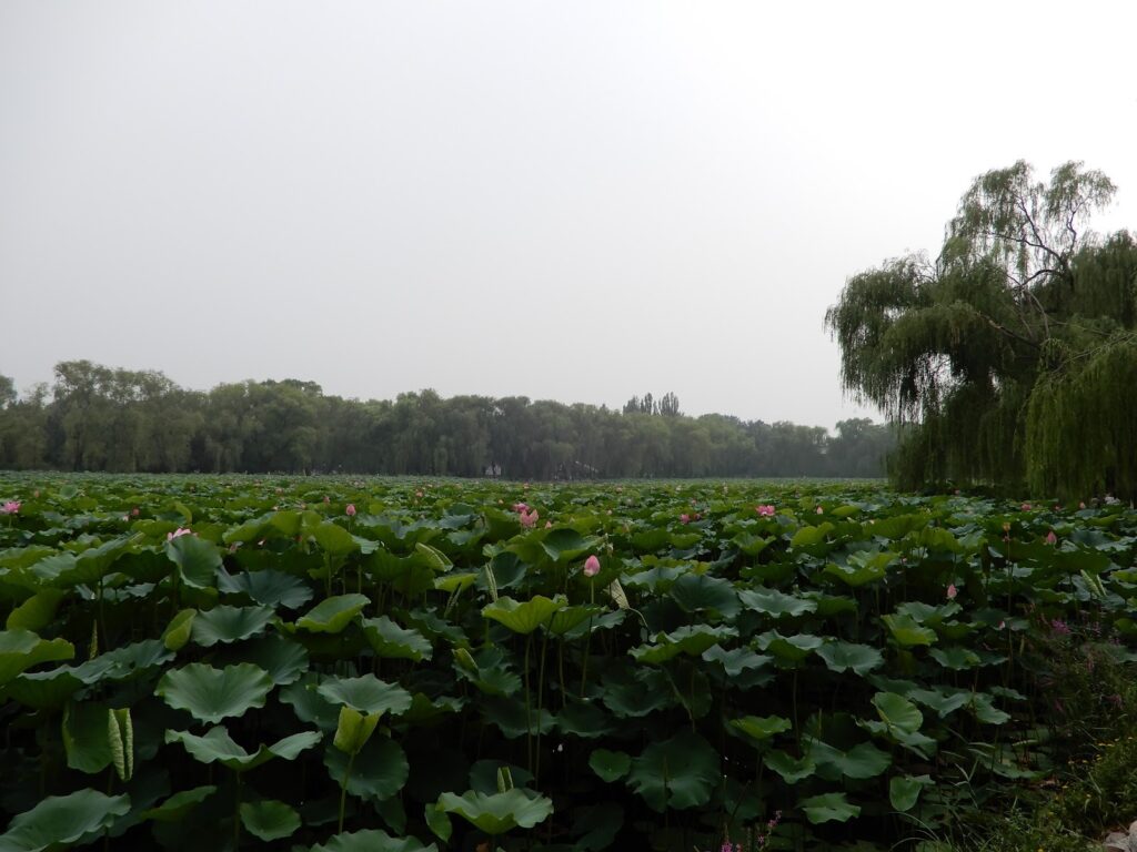 A pond with a layer of green leafy lily pads with pink lilies in front of a foggy backdrop at Yuanmingyuan, Beijing (Photo Credit: Emma Gannon, 2024)